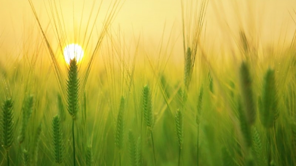 Article "à la Une" Les objectifs fixés par la loi EGALIM en matière de restauration collective